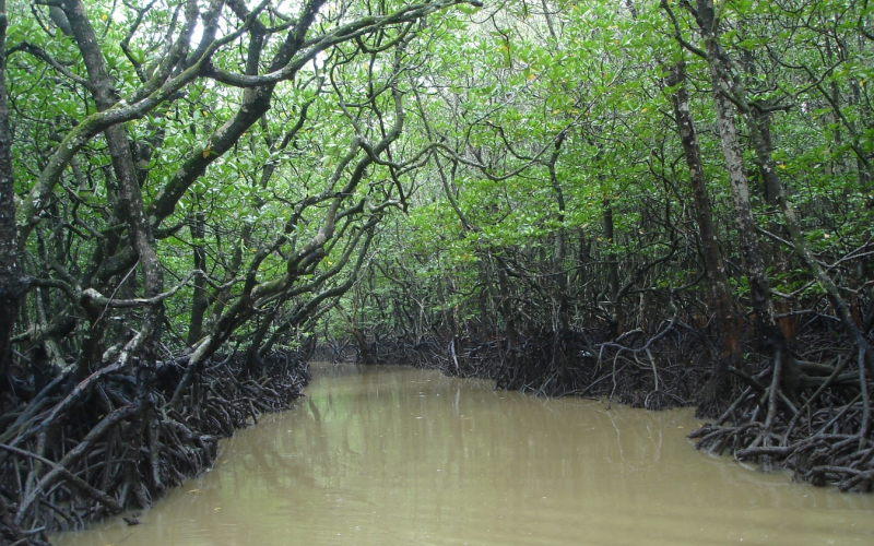 Way to Baratang Cave (Mangrove tunnels) 